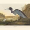 Audubon Bien Edition Pl. 372, Blue Crane or Heron