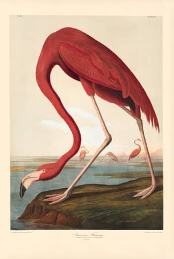 Audubon Bien Edition Pl. 375, American Flamingo