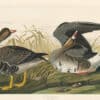 Audubon Bien Edition Pl. 380, White-fronted Goose