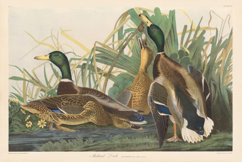 Audubon Bien Edition Pl. 385, Mallard Duck