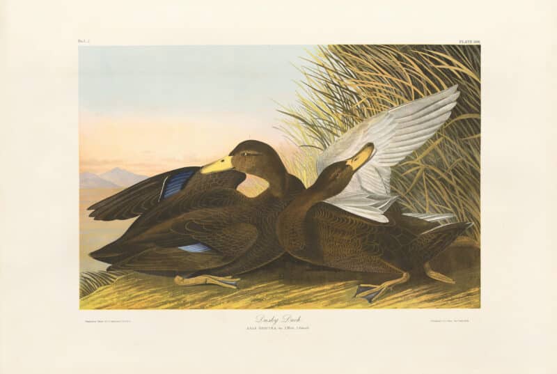 Audubon Bien Edition Pl. 386, Dusky Duck