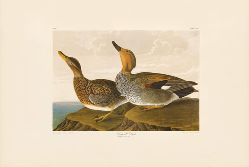 Audubon Bien Edition Pl. 388, Gadwall Duck