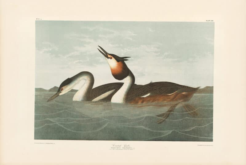 Audubon Bien Edition Pl. 389, Crested Grebe