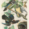 Audubon Bien Edition Pl. 391, Summer or Wood Duck
