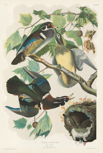 Audubon Bien Edition Pl. 391, Summer or Wood Duck