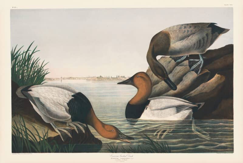 Audubon Bien Edition Pl. 395, Canvas backed Duck