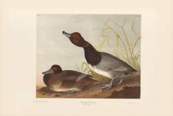 Audubon Bien Edition Pl. 396, Red-headed Duck