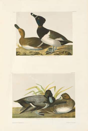 Audubon Bien Edition Pl. 398, Ring-necked Duck & Pl. 397, Scaup Duck