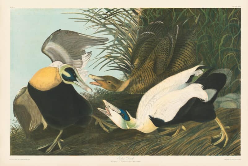 Audubon Bien Edition Pl. 405, Eider Duck