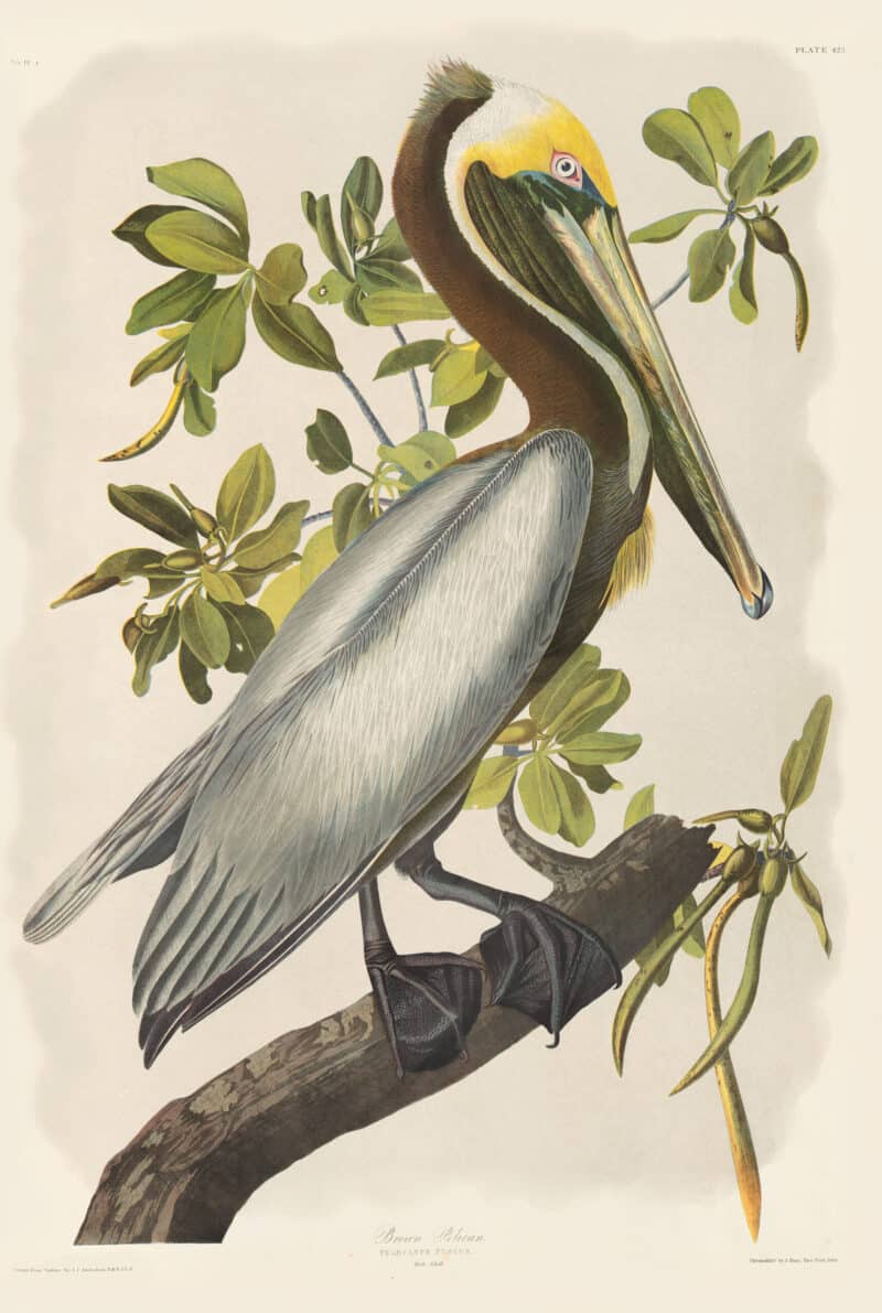 Audubon Bien Edition Pl. 423, Brown Pelican