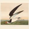 Audubon Bien Edition Pl. 428, Black Skimmer or Shearwater