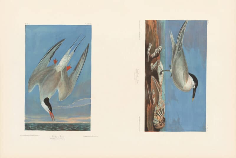 Audubon Bien Edition Pl. 434, Sandwich Tern & Pl. 434, Arctic Tern