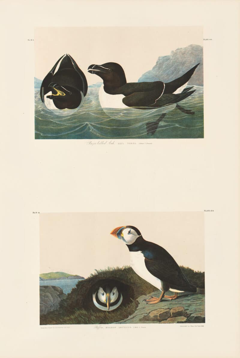 Audubon Bien Edition Pl. 466, Razor billed Auk & Pl. 454, Puffin