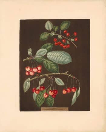 Brookshaw Pl. 8, Early May; Adamﾒs Crown; Red-heart