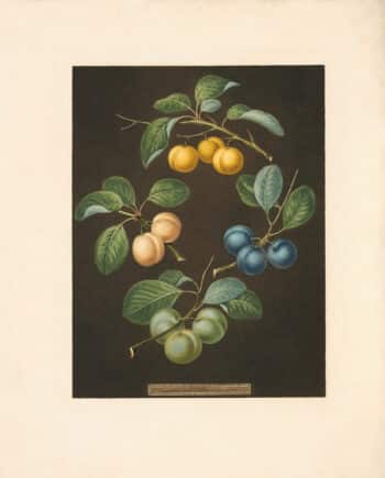 Brookshaw Pl. 16, Drap dﾒOr; White Gage; Blue Gage; Green Gage