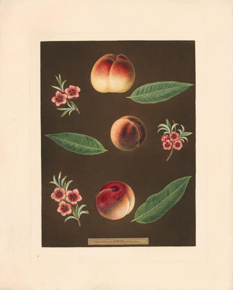 Brookshaw Pl. 26, Grimwoodﾒs Royal George; Grimwoodﾒs Royal Charlotte; French Mignonne or Minion