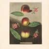 Brookshaw Pl. 27, Johnsonﾒs Late Purple Peach; unnamed peach of Mr Hadleyﾒs; Violette Hative or Early Violette