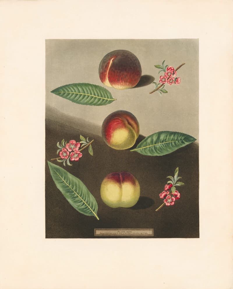 Brookshaw Pl. 27, Johnsonﾒs Late Purple Peach; unnamed peach of Mr Hadleyﾒs; Violette Hative or Early Violette