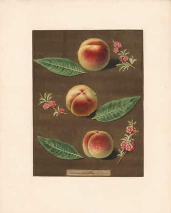 Brookshaw Pl. 35, Bourdine; Nivette, or Bell de Vitry; Late Admirable
