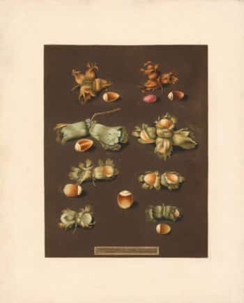 Brookshaw Pl. 73, White Filbert; Scarlet Filbert; Barcelona Filbert; English Cob Nut; two varieties from Isaac Swainson; White Hazle Nut; Brown Hazle Nut
