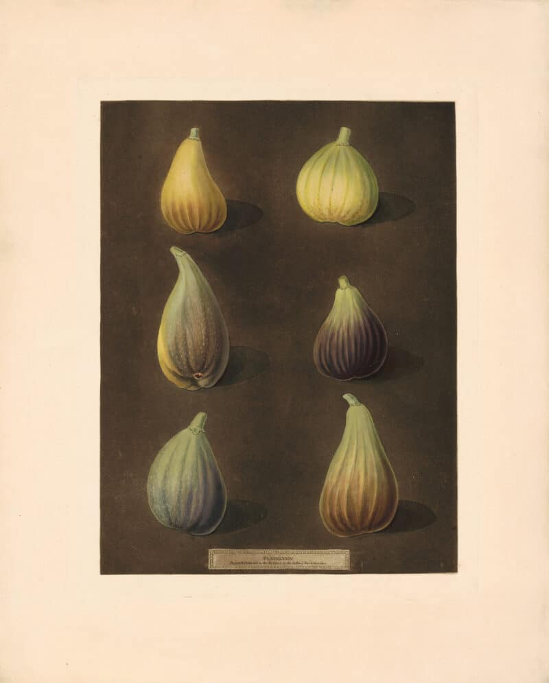 Brookshaw Pl. 74, White Hanover; White Marseilles; Brown Naples or Italian; Purple; Green Ischia; Brunswick