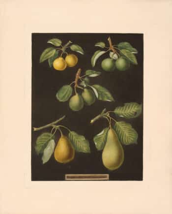 Brookshaw Pl. 76, Petit Muscat; Sweet Sugar; Green Chissel; Citron de Calmes; Jargonelle
