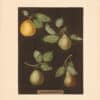 Brookshaw Pl. 79, Bergamot de Chantilly; Bouchee; Winter Sweet Sugar; Bishopﾒs Thumb