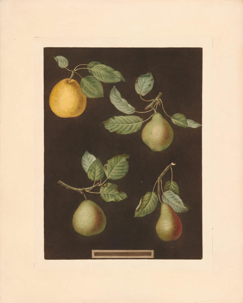 Brookshaw Pl. 79, Bergamot de Chantilly; Bouchee; Winter Sweet Sugar; Bishopﾒs Thumb