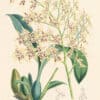 Bateman Pl. 12, Odontoglossum gloriosum
