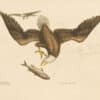 Catesby Vol. 1 Pl. 1, The Bald Eagle