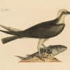 Catesby Vol. 1 Pl. 2, The Fishing Hawk