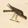 Catesby Vol. 1 Pl. 3, The Pigeon Hawk