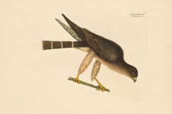 Catesby Vol. 1 Pl. 3, The Pigeon Hawk