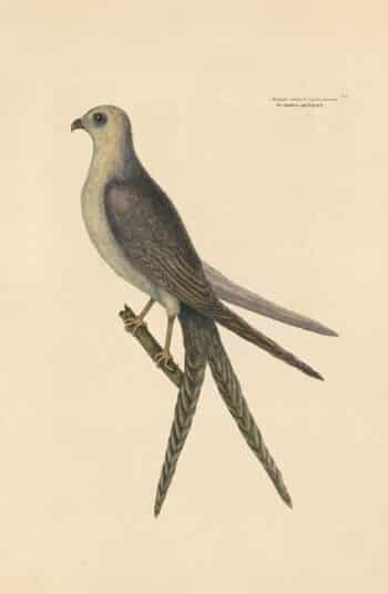 Catesby Vol. 1 Pl. 4, The Swallow Tail Hawk