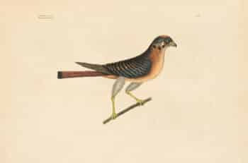 Catesby Vol. 1 Pl. 5, The Little Hawk