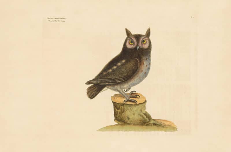 Catesby Vol. 1 Pl. 7, The Little Owl