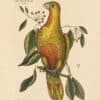 Catesby Vol. 1 Pl. 10, The Parrot of Paradise of Cuba