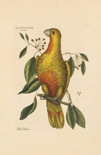 Catesby Vol. 1 Pl. 10, The Parrot of Paradise of Cuba