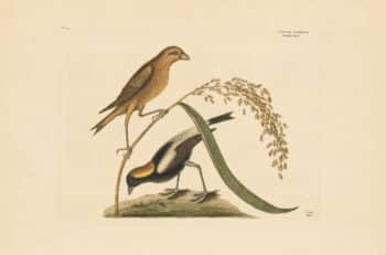 Catesby Vol. 1 Pl. 14, The Rice-Bird