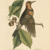 Catesby Vol. 1 Pl. 18, The Gold Winged Woodpecker
