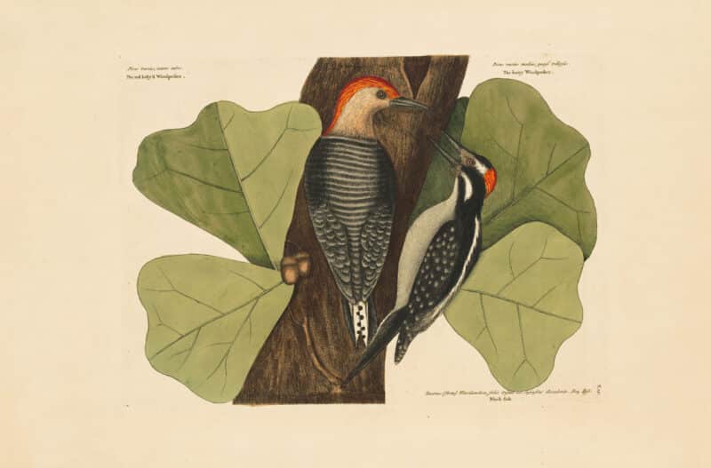 Catesby Vol. 1 Pl. 19, The Red Bellied Woodpecker