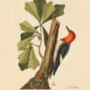 Catesby Vol. 1 Pl. 20, The Red Headed Woodpecker