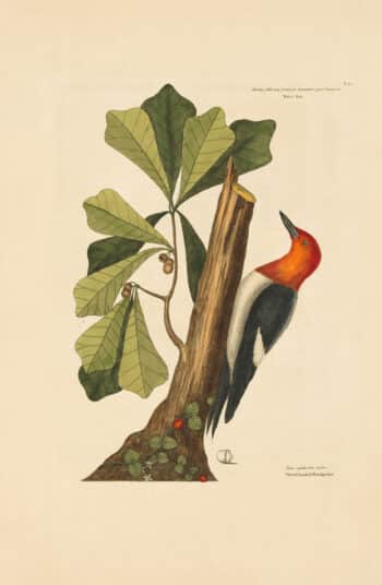 Catesby Vol. 1 Pl. 20, The Red Headed Woodpecker