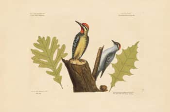 Catesby Vol 1, Pl. 21 The Yellow Bellied Woodpecker