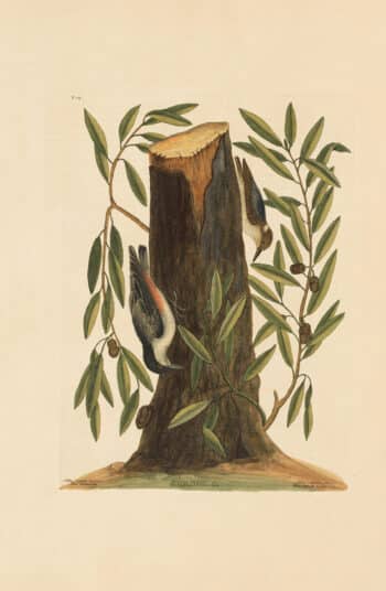 Catesby Vol. 1 Pl. 22, The Nuthatch