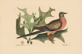Catesby Vol. 1 Pl. 23, The Pigeon of Passage