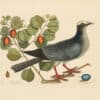 Catesby Vol. 1 Pl. 25, The White Crowned Pigeon