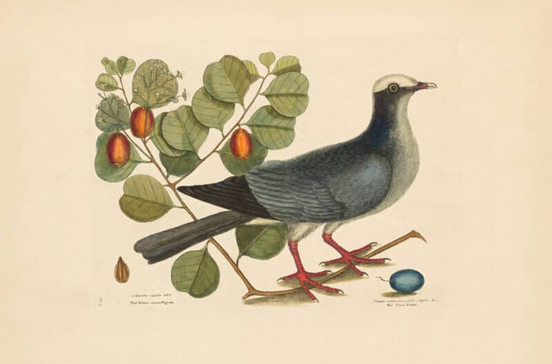 Catesby Vol. 1 Pl. 25, The White Crowned Pigeon