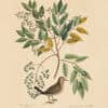 Catesby Vol. 1 Pl. 26, The Ground Dove