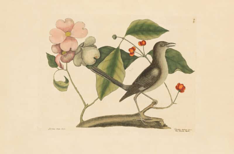 Catesby Vol. 1 Pl. 27, The Mockbird
